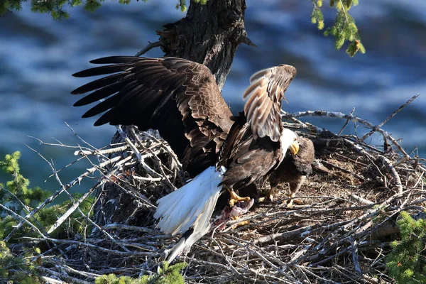Adult Bald Eagle Two Chicks Nest Tree Side Cliff Vancouver — Stock Photo, Image