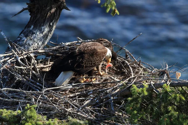 Adult Bald Eagle Two Chicks Nest Tree Side Cliff Vancouver — Stock Photo, Image