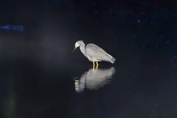 Beyaz Yüzlü Balıkçıl Egretta Novaehollandiae Queensland — Stok fotoğraf