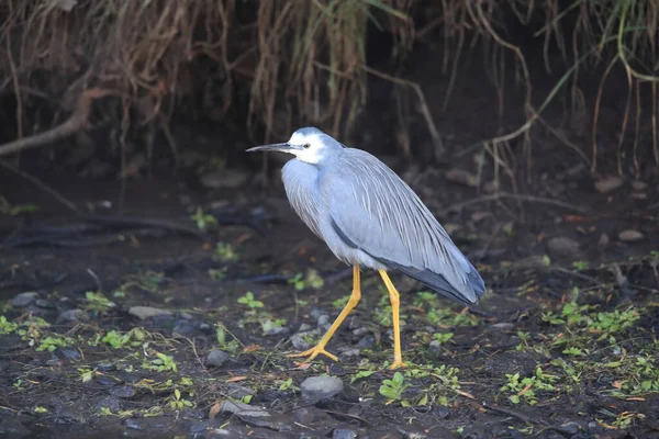 Airone Dalla Faccia Bianca Egretta Novaehollandiae Queensland — Foto Stock