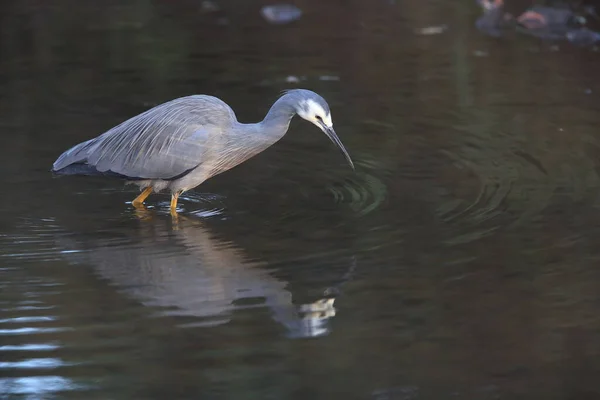 Garza Cara Blanca Egretta Novaehollandiae Queensland —  Fotos de Stock