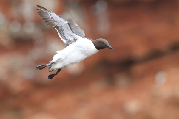 Murre Común Guillemot Común Vuelo Heligoland Alemania — Foto de Stock