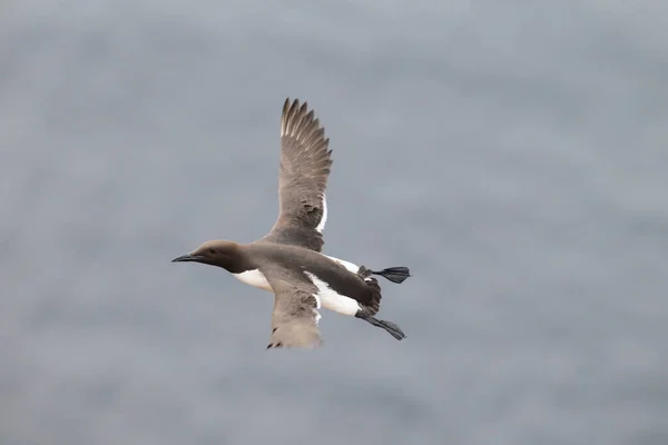 Guillemot Commun Guillemot Commun Vol Heligoland Allemagne — Photo