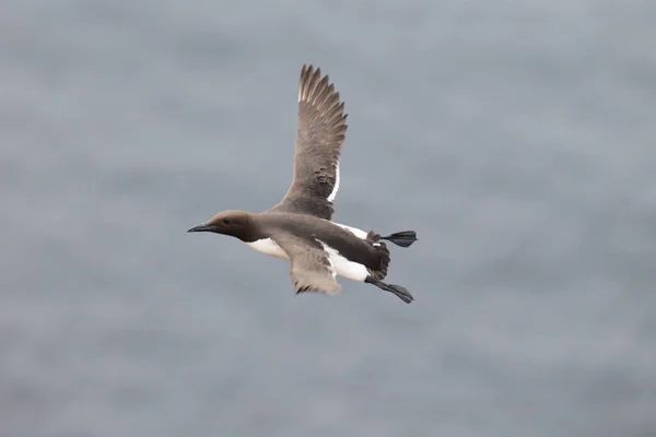 Murre Común Guillemot Común Vuelo Heligoland Alemania — Foto de Stock