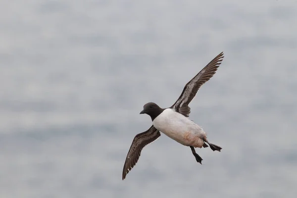 Murre Común Guillemot Común Vuelo Heligoland Alemania — Foto de Stock