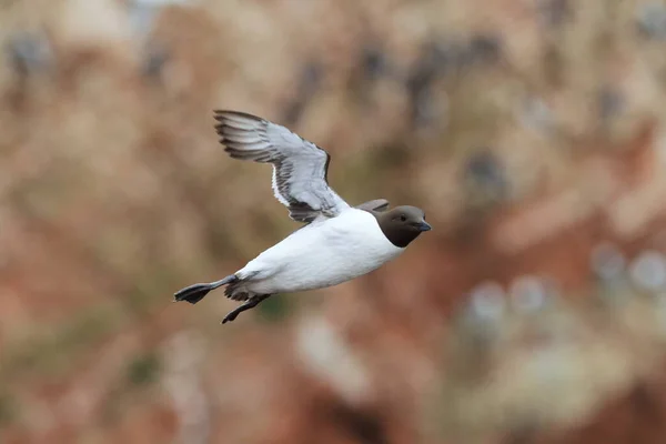 Murre Común Guillemot Común Vuelo Heligoland Alemania — Foto de Stock