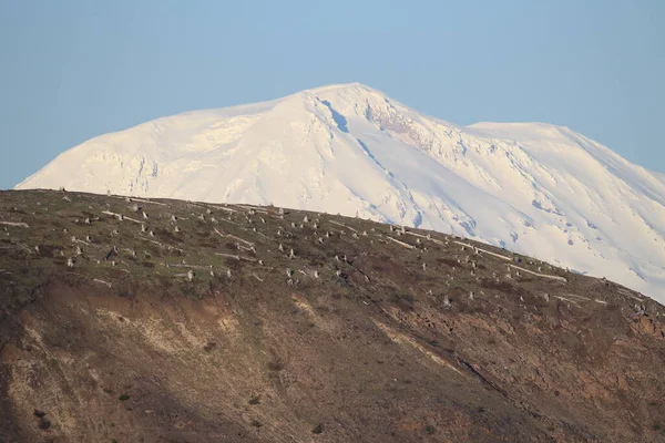 Drzewa Spłaszczone Przez Erupcję Mount Helens National Volcanic Monument Washington — Zdjęcie stockowe