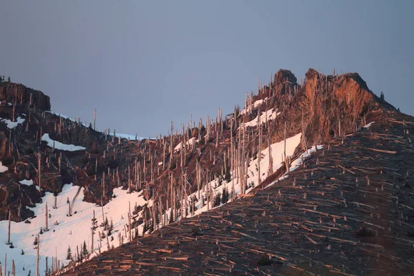 Stromy Zploštělé Erupcí Mount Helens National Volcanic Monument Washington State — Stock fotografie