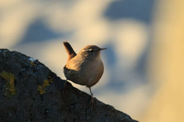 Wren Eurasiático Troglodytes Troglodytes Islandia —  Fotos de Stock