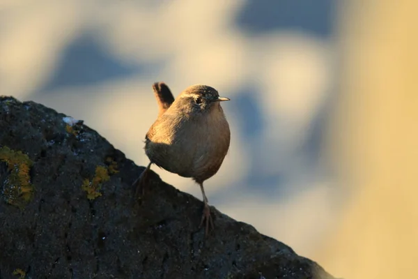 Wren Eurasiático Troglodytes Troglodytes Islandia —  Fotos de Stock