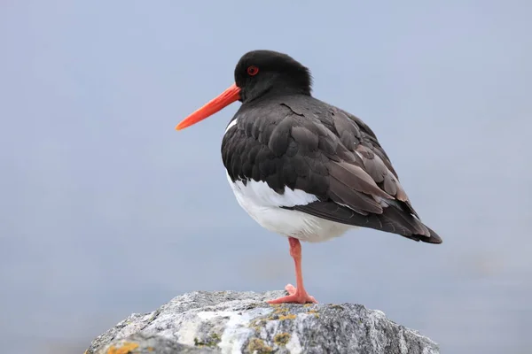 Eurasian Oystercatcher Haematopus Ostralegus 노르웨이 — 스톡 사진