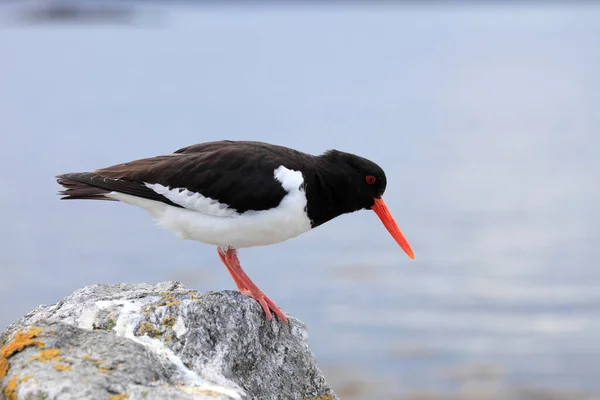 Oystercatcher Eurasiático Haematopus Ostralegus Noruega — Fotografia de Stock