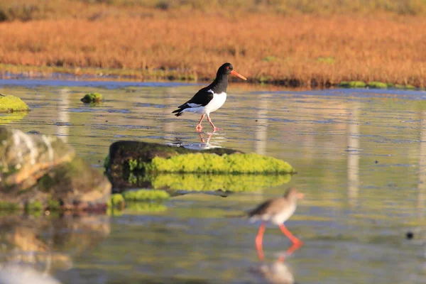 Евразия Haematopus Ostralegus Норвегия — стоковое фото