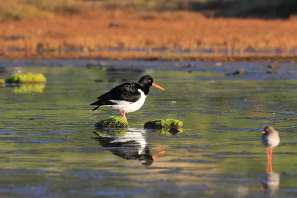 Евразия Haematopus Ostralegus Норвегия — стоковое фото