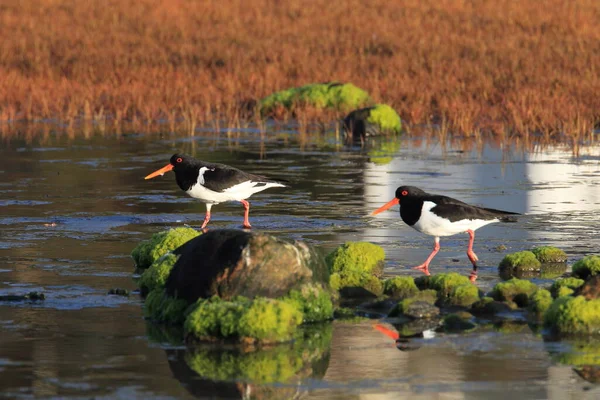 Евразия Haematopus Ostralegus Норвегия — стоковое фото