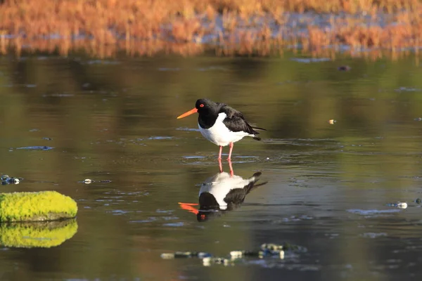 Евразия Haematopus Ostralegus Норвегия — стоковое фото