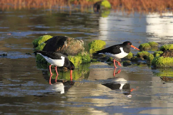 Евразия Haematopus Ostralegus Норвегия — стоковое фото