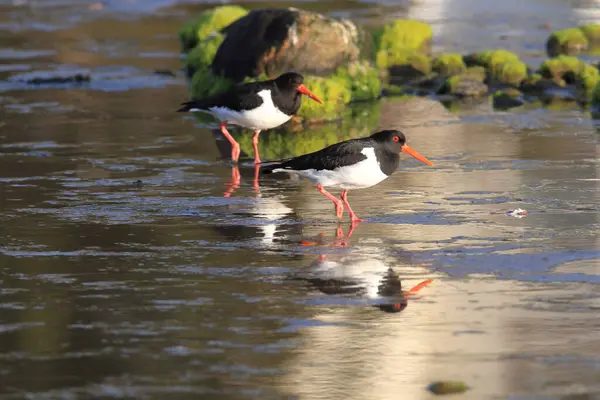 Евразия Haematopus Ostralegus Норвегия — стоковое фото