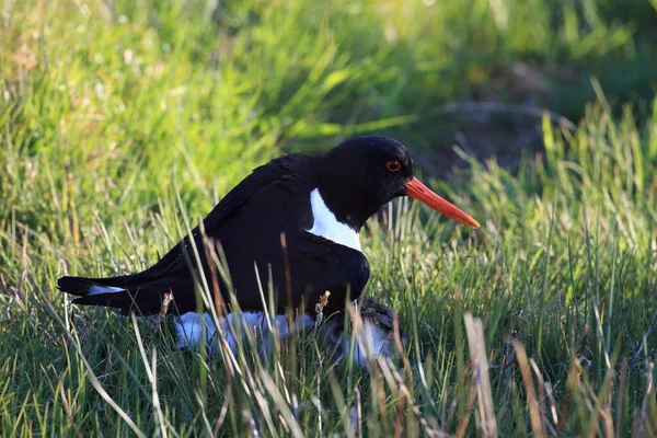 Eurasischer Austernfischer Haematopus Ostralegus Mit Küken Norwegen — Stockfoto