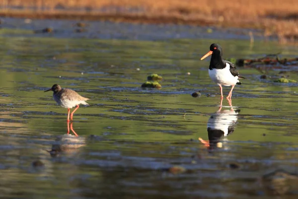 Евразия Haematopus Ostralegus Норвегия — стоковое фото