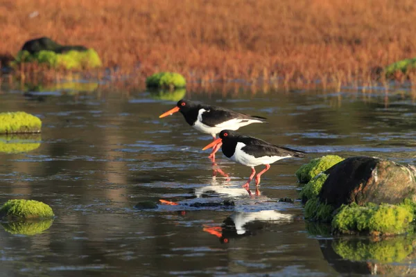 Евразия Haematopus Ostralegus Норвегия — стоковое фото