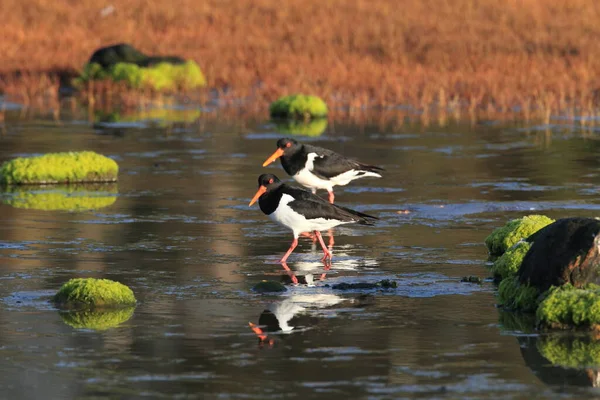 Евразия Haematopus Ostralegus Норвегия — стоковое фото