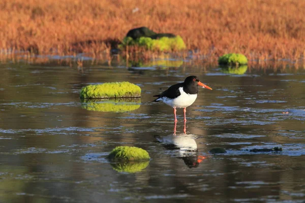 Евразия Haematopus Ostralegus Норвегия — стоковое фото