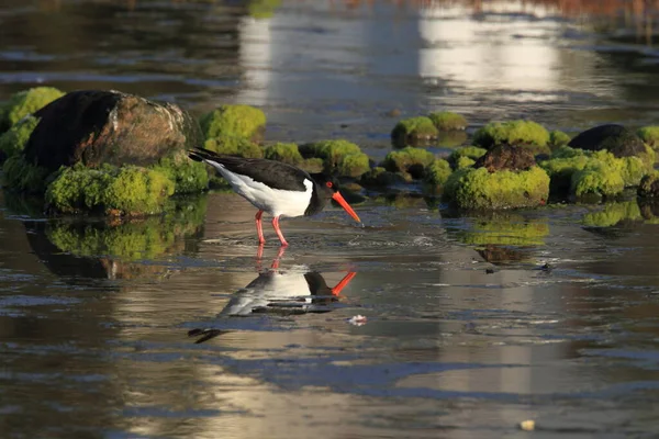 Eurasian Oystercatcher Haematopus Ostralegus Norway — Stock Photo, Image