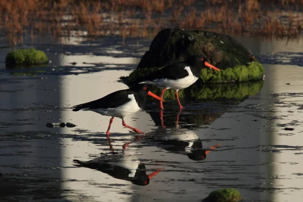 Eurasian Oystercatcher Haematopus Ostralegus Norway — Stock Photo, Image