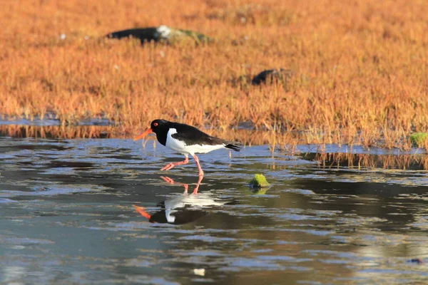 Eurasian Oystercatcher Haematopus Ostralegus Norway — Stock Photo, Image