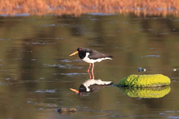 Евразия Haematopus Ostralegus Норвегия — стоковое фото