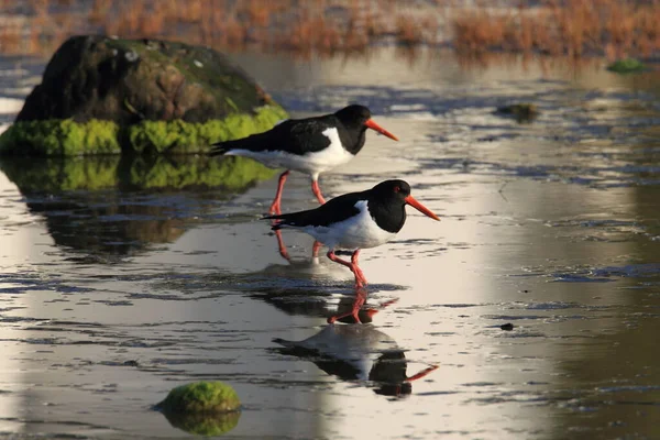 Eurasian Oystercatcher Haematopus Ostralegus Norway — Stock Photo, Image