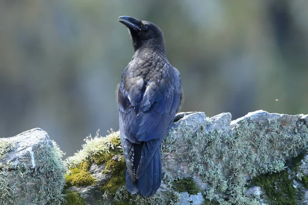 Cuervo Común Corvus Corax Isla Runde Noruega —  Fotos de Stock