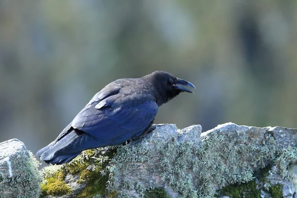 Common Raven Corvus Corax Runde Sziget Norvégia — Stock Fotó