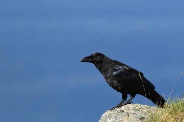 Společný Havran Corvus Corax Ostrov Runde Norsko — Stock fotografie