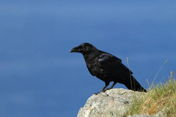Kruk Zwyczajny Corvus Corax Wyspa Runde Norwegia — Zdjęcie stockowe