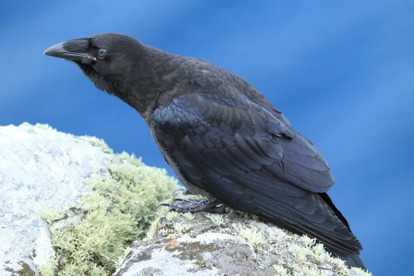 Yaygın Kuzgun Corvus Corax Norveç Adası Runde — Stok fotoğraf