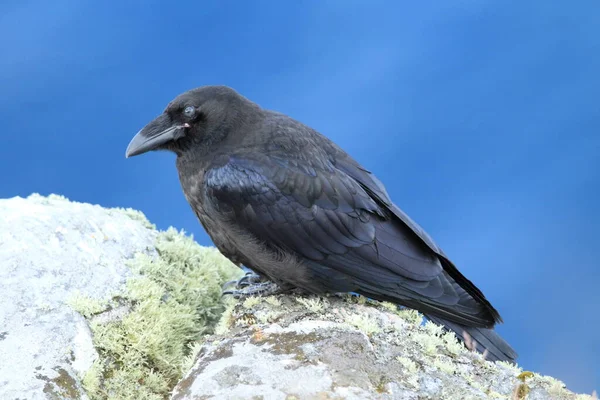 Gewone Raaf Corvus Corax Eiland Runde Noorwegen — Stockfoto