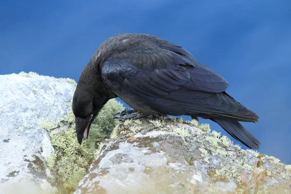 Corvo Comune Corvus Corax Isola Runde Norvegia — Foto Stock