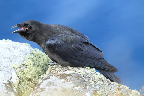 Gemeiner Rabe Corvus Corax Insel Runde Norwegen — Stockfoto