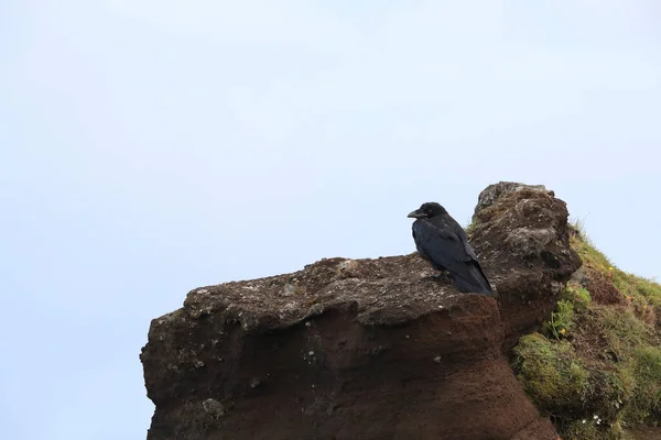 Common Raven Corvus Corax Island — Stock fotografie