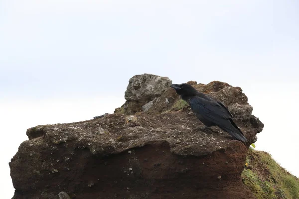 Common Raven Corvus Corax Island — Stock fotografie