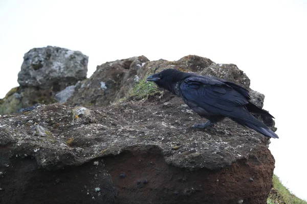 Közös Holló Corvus Corax Izland — Stock Fotó
