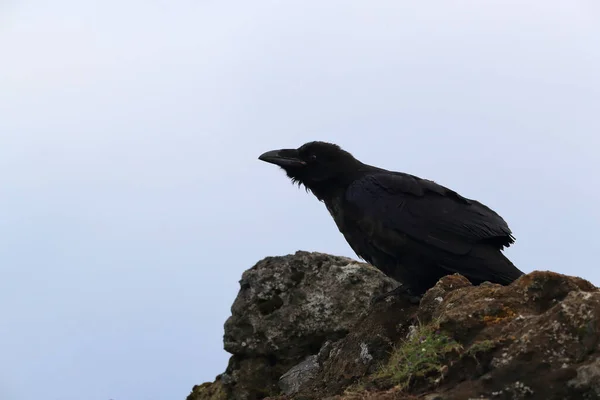 Gemeiner Rabe Corvus Corax Island — Stockfoto