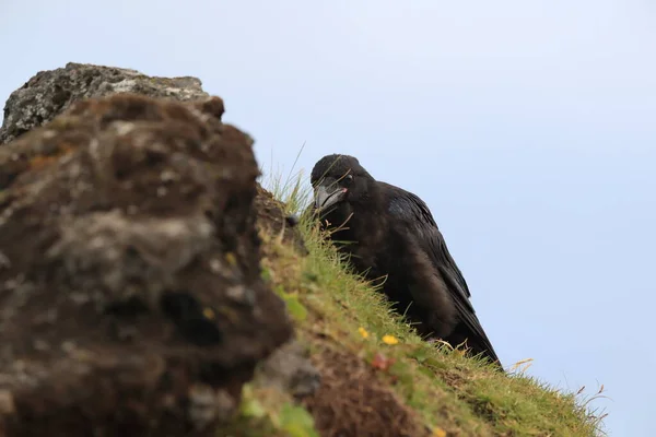 Corvo Comune Corvus Corax Islanda — Foto Stock