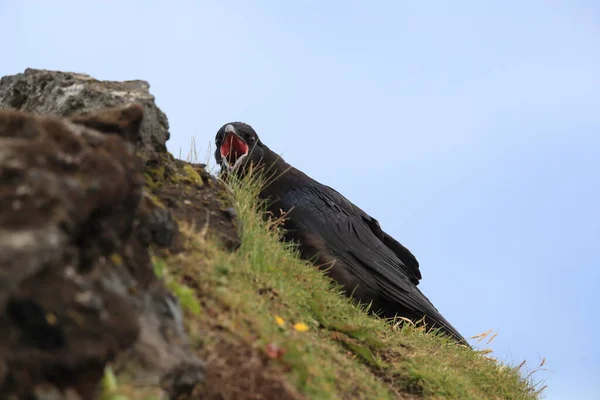 Common Raven Corvus Corax Island — Stock fotografie