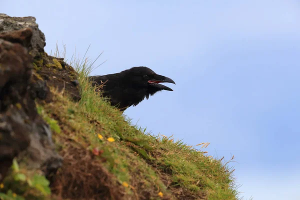 Common Raven Corvus Corax Islandia — Stok Foto