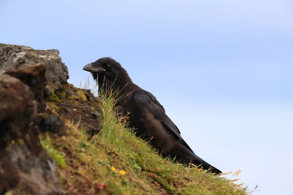 Ortak Kuzgun Corvus Corax Zlanda — Stok fotoğraf