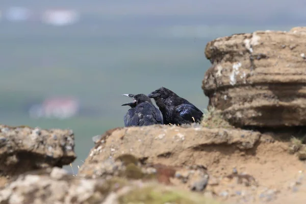 Common Raven Corvus Corax Island — Stock fotografie