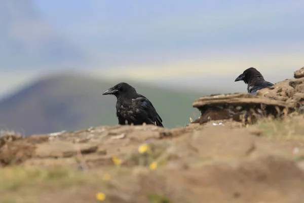 Gemeiner Rabe Corvus Corax Island — Stockfoto